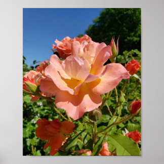 Westerland Rose Coral Poster