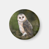 Western Barn Owl Magnet (Voorkant)