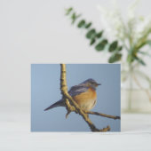 Western Bluebird 1 Briefkaart (Staand voorkant)