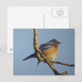 Western Bluebird 1 Briefkaart (Voorkant / Achterkant)