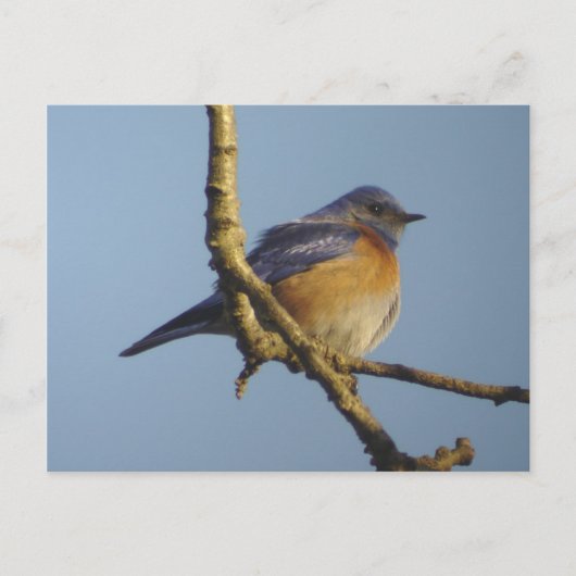 Western Bluebird 1 Briefkaart (Voorkant)