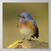 Western Bluebird 2 Poster (Voorkant)