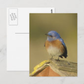 Western Briefkaart Blauwvogel 3 (Voorkant / Achterkant)