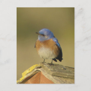 Western Briefkaart Blauwvogel 3
