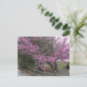 Western Briefkaart Redbud (Staand voorkant)