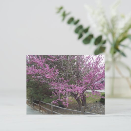 Western Briefkaart Redbud (Staand voorkant)