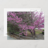 Western Briefkaart Redbud (Voorkant / Achterkant)