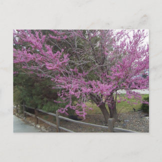 Western Briefkaart Redbud