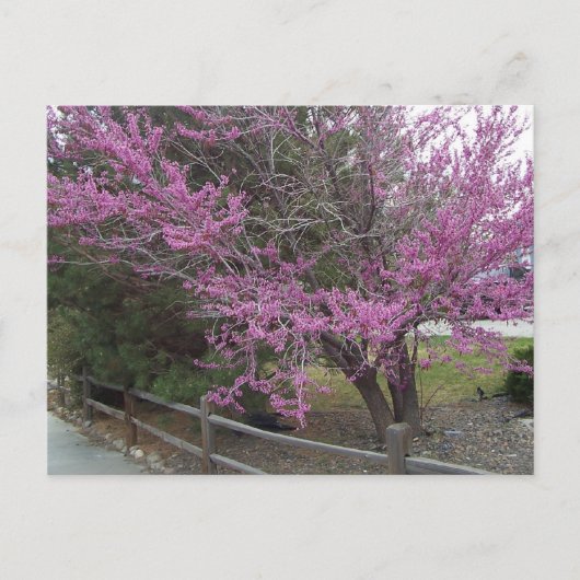Western Briefkaart Redbud (Voorkant)