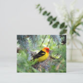 Western Briefkaart Tanager (Staand voorkant)