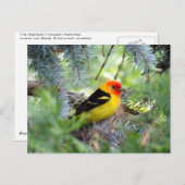 Western Briefkaart Tanager (Voorkant / Achterkant)