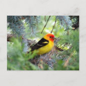 Western Briefkaart Tanager (Voorkant)