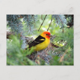 Western Briefkaart Tanager
