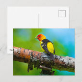 Western Briefkaart Tanager (Voorkant / Achterkant)