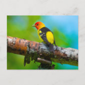 Western Briefkaart Tanager (Voorkant)