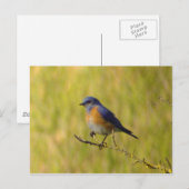 Western Briefkaart van blauwvogel (Voorkant / Achterkant)