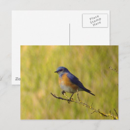 Western Briefkaart van blauwvogel (Voorkant / Achterkant)