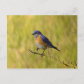 Western Briefkaart van blauwvogel (Voorkant)