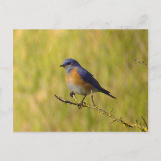 Western Briefkaart van blauwvogel (Voorkant)