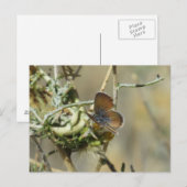 Western Briefkaart van de blauwe vlinder (Voorkant / Achterkant)