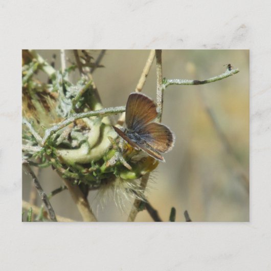 Western Briefkaart van de blauwe vlinder (Voorkant)