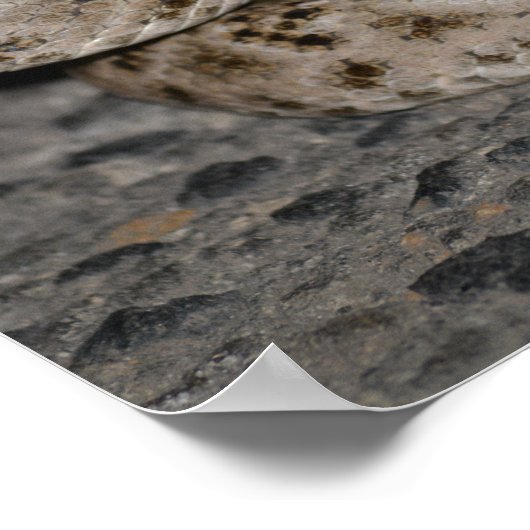 Western Diamondback Rattlesnake Poster (Hoek)