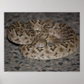 Western Diamondback Rattlesnake Poster (Voorkant)