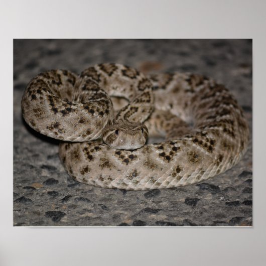 Western Diamondback Rattlesnake Poster (Voorkant)