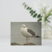 Western Gull Postcard Briefkaart (Staand voorkant)
