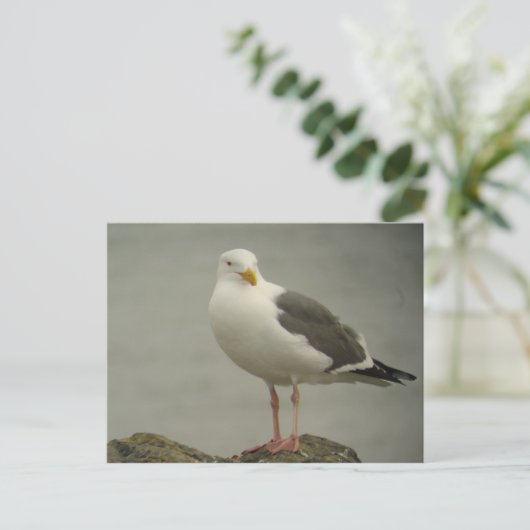 Western Gull Postcard Briefkaart (Staand voorkant)