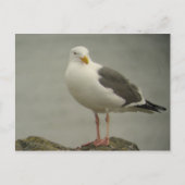Western Gull Postcard Briefkaart (Voorkant)