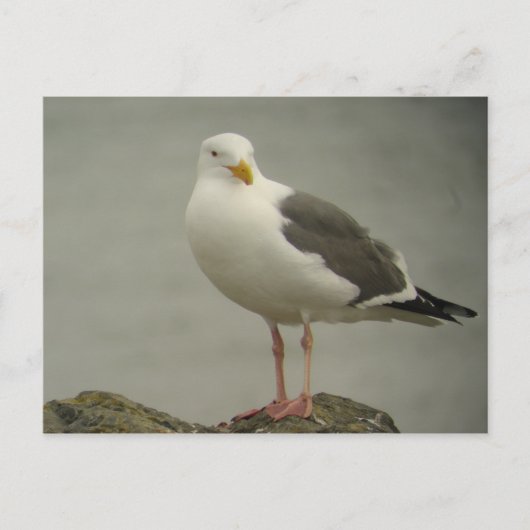 Western Gull Postcard Briefkaart (Voorkant)