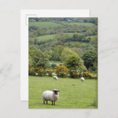 Western Ierland, Dingle breed Schiereiland, Briefkaart (Voorkant / Achterkant)