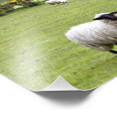 Western Ierland, Dingle Peninsula, breed Foto Afdruk (Hoek)