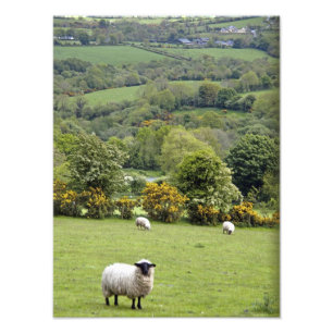 Western Ierland, Dingle Peninsula, breed Foto Afdruk