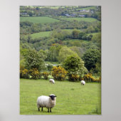 Western Ierland, Dingle Peninsula, breed Poster (Voorkant)