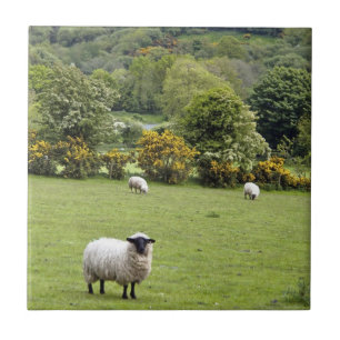 Western Ierland, Dingle Peninsula Tegeltje