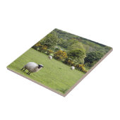 Western Ierland, Dingle Peninsula Tegeltje (Zijkant)