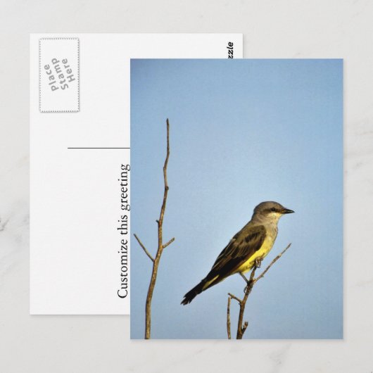 Western Kingbird Briefkaart (Voorkant / Achterkant)