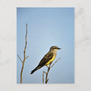 Western Kingbird Briefkaart