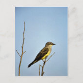 Western Kingbird Briefkaart (Voorkant)