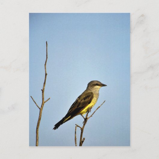 Western Kingbird Briefkaart (Voorkant)