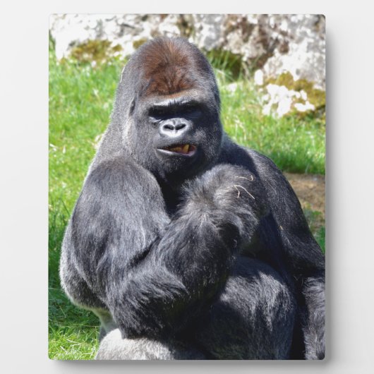Western laagland gorilla's fotoplaat (Voorkant)