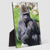 Western laagland gorilla's fotoplaat (Zijkant)