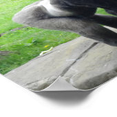 Western Lowland Gorilla #1 Poster (Hoek)