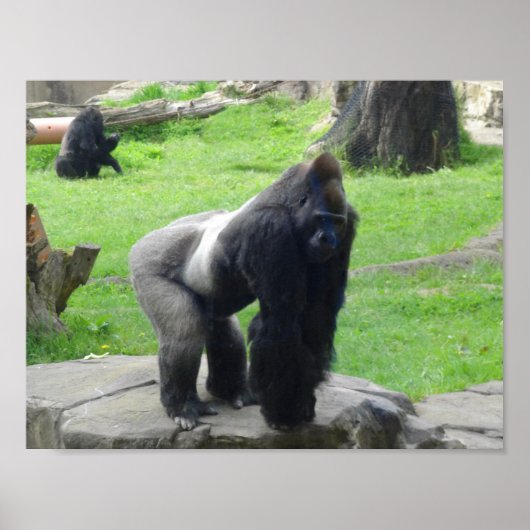 Western Lowland Gorilla #1 Poster (Voorkant)