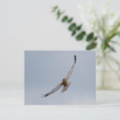 Western marsh harrier briefkaart (Staand voorkant)