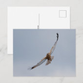 Western marsh harrier briefkaart (Voorkant / Achterkant)