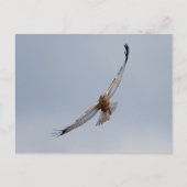 Western marsh harrier briefkaart (Voorkant)