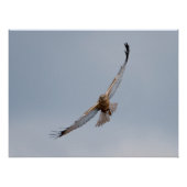 Western Marsh Harrier poster (Voorkant)